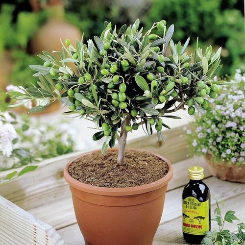 Olea europea common - 1, europea'