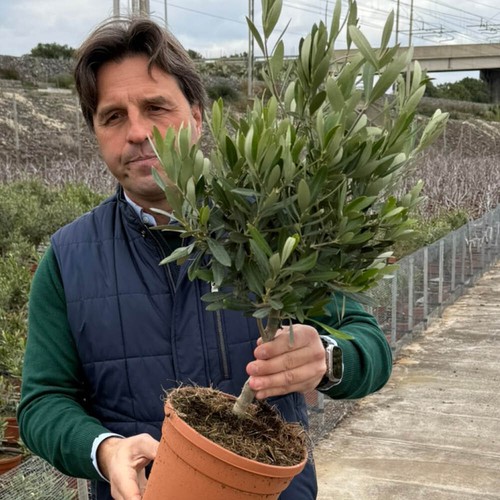 Olive tree mini standard - olive,