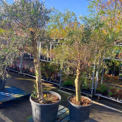 Hardy olea plant large trunk - plant,