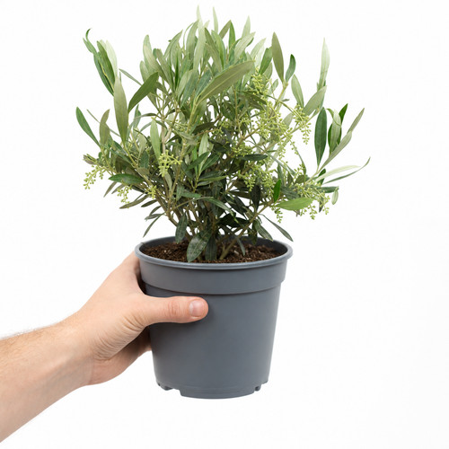Mini olive bush 45cm - mini,