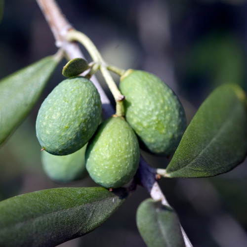Mini olive tree olea - mini,