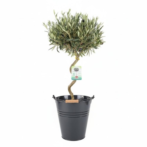 Spiral olive tree 90cm - tree, 80-90cm