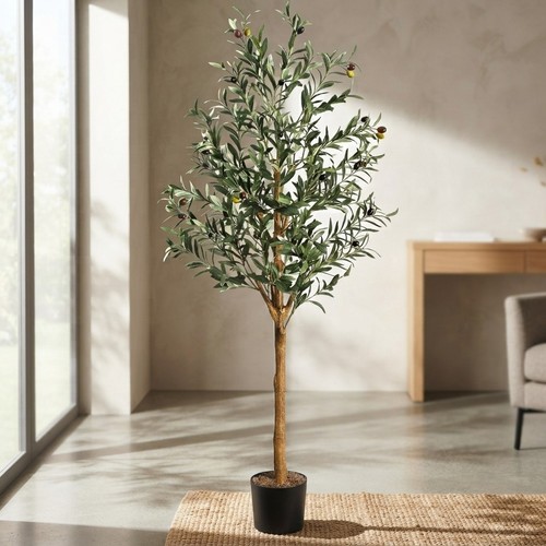 Sturdy 5ft olive tree - sturdy, low