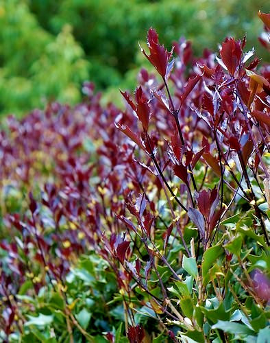 Osmanthus heterophyllus purple - osmanthus,