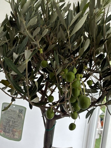 Olive tree olea - olea, live