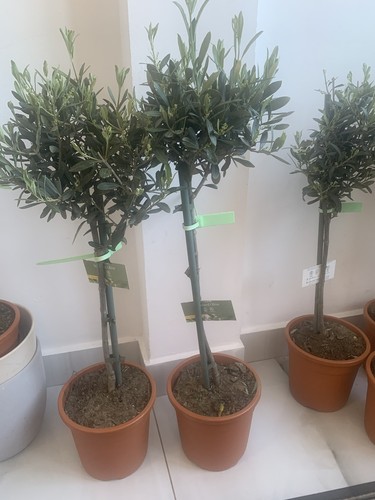 Olive tree out - door, plant