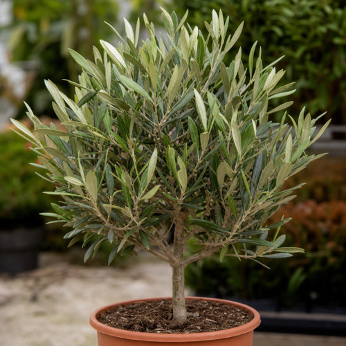 Olive tree plant - olive,