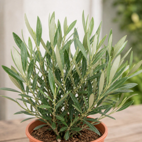 Mini olive bush small - 1.5l,