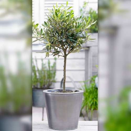 Olive olea europa tree - tree, |