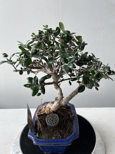 Olive tree mediterranean - tree,