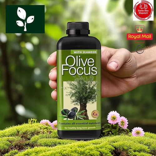 Olive focus concentrated - focus,