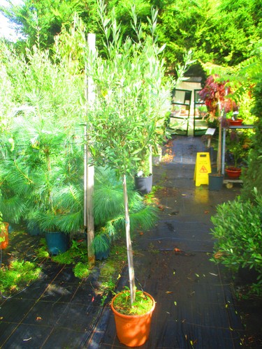 5ft 6ft inc pot - 5.5ft-6ft, inc.