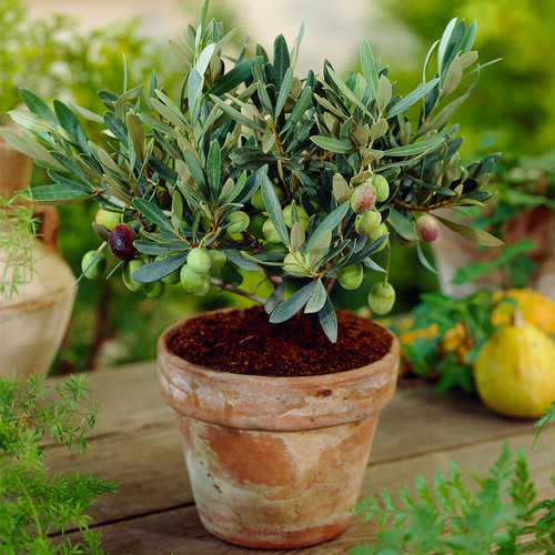 Olea europaea olive tree - olea,