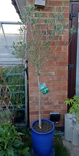 Tall olive tree in blue - 1.5m,