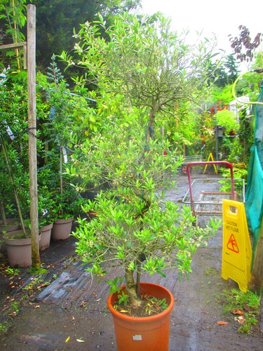 Olive cloud bonsai - tree, hardy