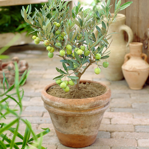 Olea europaea olive tree - olea,