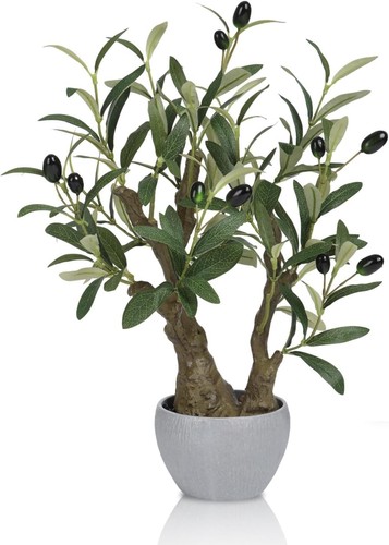 Olive tree bonsai potted plant - potted,