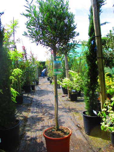 6ft inc pot hardy olive - 6ft,