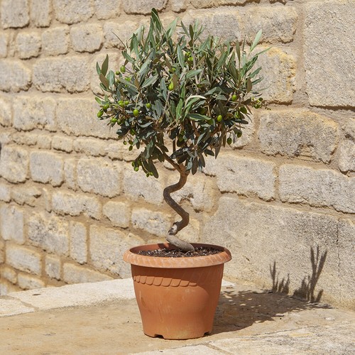 Patio spiral stem - spiral,