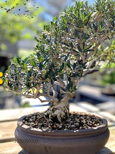 Olive cloud bonsai tree hardy - olive,