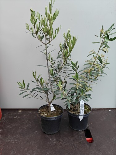 Olive tree olea europaea - tree,