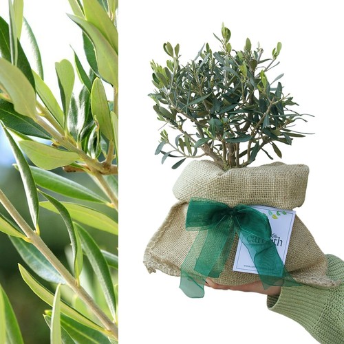 Olive bush olea europaea - olive, 'olea