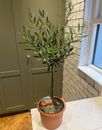 Olea europea common - x, 'olea