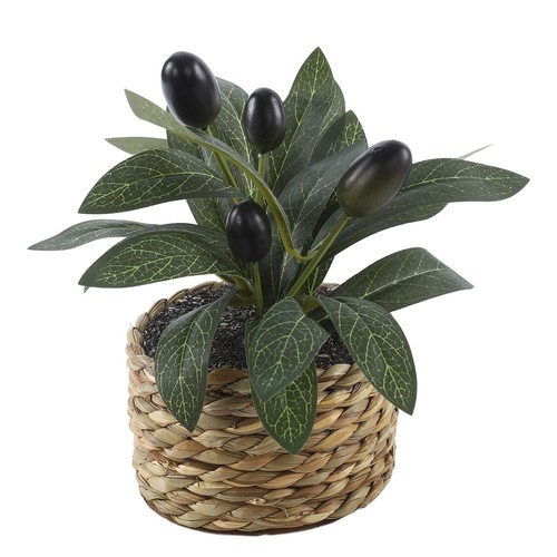 Miniature olive tree - miniature,