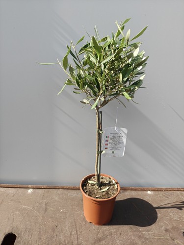 Mini standard olive - mini, tree