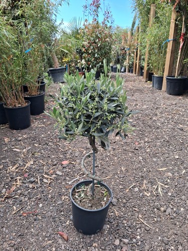 Twisted olive trees potted - trees,