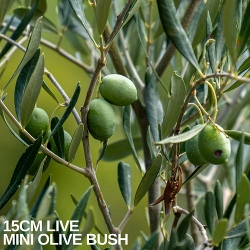 Mini olive bush olea - olive,