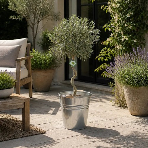 Spiral olive tree - spiral,