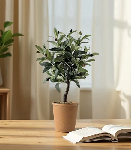 Cute little olive - little, plant