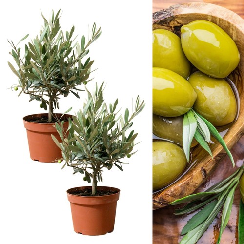 Olive tree stem in 14cm - stem,