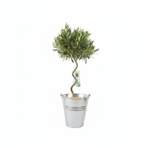 Spiral olive tree 90cm - olive,