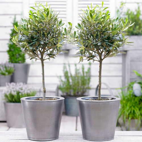 Olive olea europa tree - europa', |