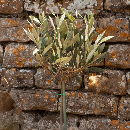Mini standard olive - standard, tree,