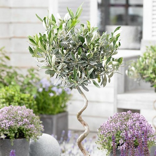 Olive tree twisted - olive, pot)