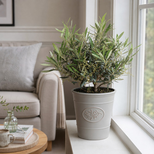 Bush olive tree - tree, evergreen