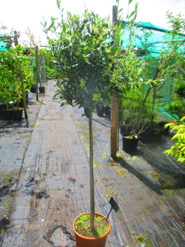 5ft inc pot - hardy, tree