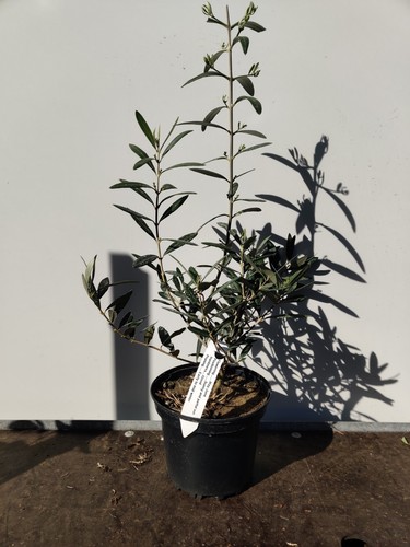 Mini olive tree - olive,