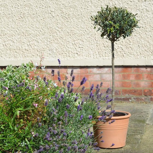 Olea europaea std grey - olea,