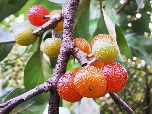 Elaeagnus umbellata orange - umbellata,