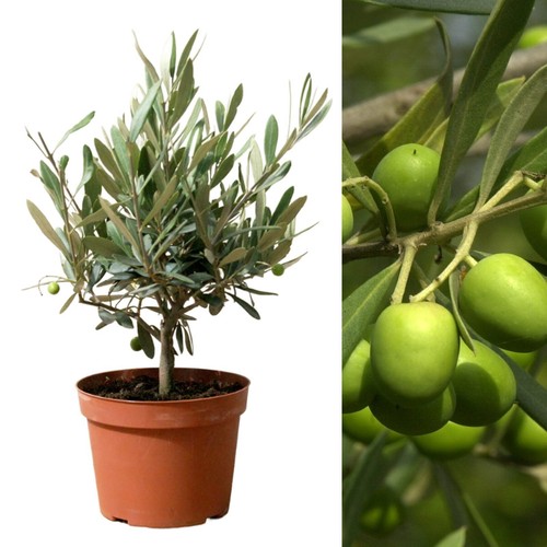 Olive tree stem - tree, in