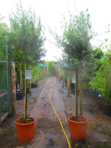 7ft inc pot hardy olive - hardy,