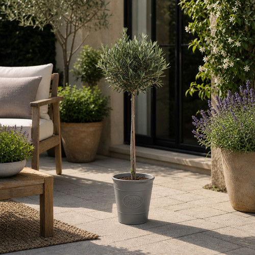Olive tree 100cm 3l - olive,