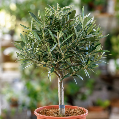 Mini olive tree - tree, 40-50cm