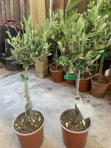 Olive tree out door - tree,