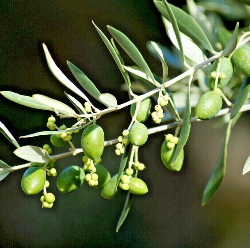 Olive tree potting soil - tree,