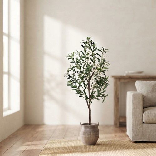 4ft tall olive tree - tall,